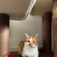 Photo of Marigold
