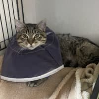 Photo of Tigger