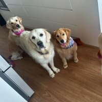 Photo of Zeus   1 Year Old Labrador