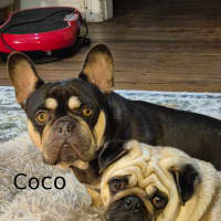 Photo of Coco