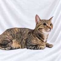 Photo of Mitsuri