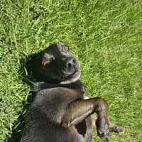 Photo of Basil 