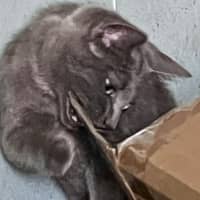 Photo of Alvin