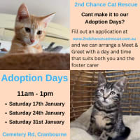 Photo of Louie **2nd Chance Cat Rescue**