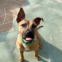 Photo of Tank