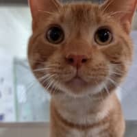 Photo of Ollie