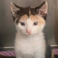 Photo of Constance Armstrong 