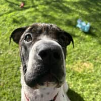 Photo of Charlie