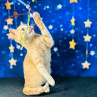 Photo of Radley   Located In Westmeadows