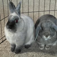 Photo of Pebble And Rocky