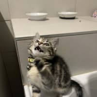 Photo of Naia   In Foster Care In Pakenham