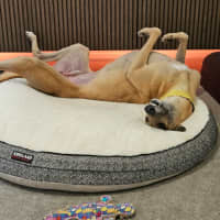 Photo of Sid, The Greyhound