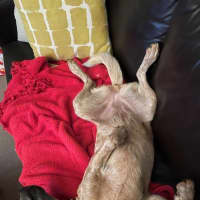 Photo of Nala Jablonksi