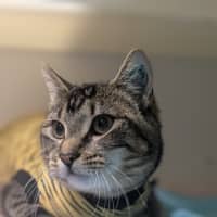 Photo of 🥔 Purrtato 6326 🥔