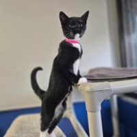 Photo of Socks