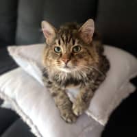 Photo of Norman Sta013090