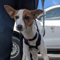 Photo of Nellie