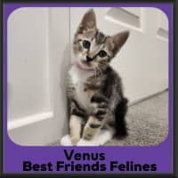 Photo of Venus