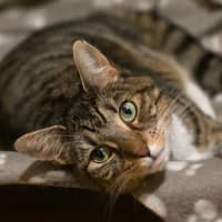 Photo of Cherry