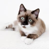 Photo of Miso