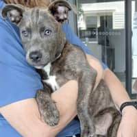 Photo of Marvin   6 Month Old Cattle Dog X Staffy