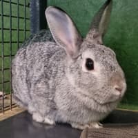Photo of Fudge (Bonded With Choc Chip)
