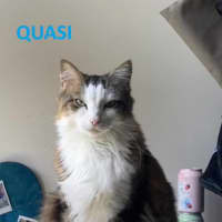 Photo of Quasi