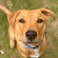 Photo of Cooper