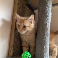 Photo of Fred Flintstone 