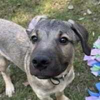 Photo of Bandit