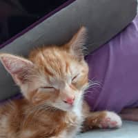 Photo of Fred Meet Me@Petstock Keysborough Store