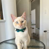 Photo of Otis