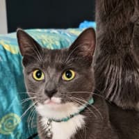 Photo of Cinder