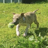 Photo of Eevie 🌼🎀