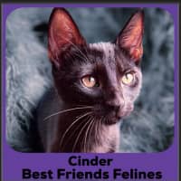 Photo of Cinder 