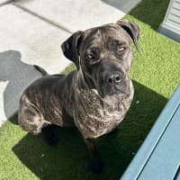 Photo of Athena