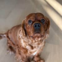 Photo of Bear 