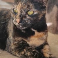 Photo of Narla