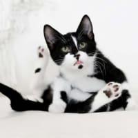 Photo of Ziggy