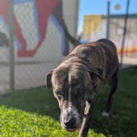 Photo of Lenny (Yeti)