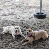 Photo of Jester & Maverick   2 & 3 Year Old Cattle X  Trial