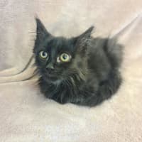 Photo of Salem