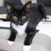 Photo of Frankenstein