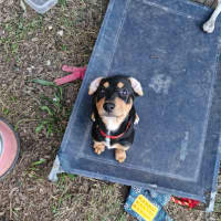 Photo of Snag