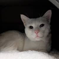 Photo of Legolas
