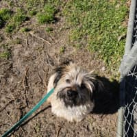 Photo of Scruffy