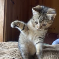 Photo of Tawny 