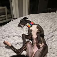 Photo of Poppy, The Cat Friendly Greyhound
