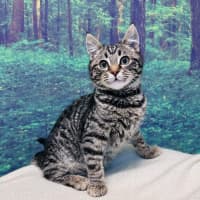 Photo of Bruce Lee   Located In Meadow Heights