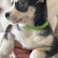 Photo of Beau